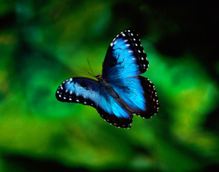 Morpho